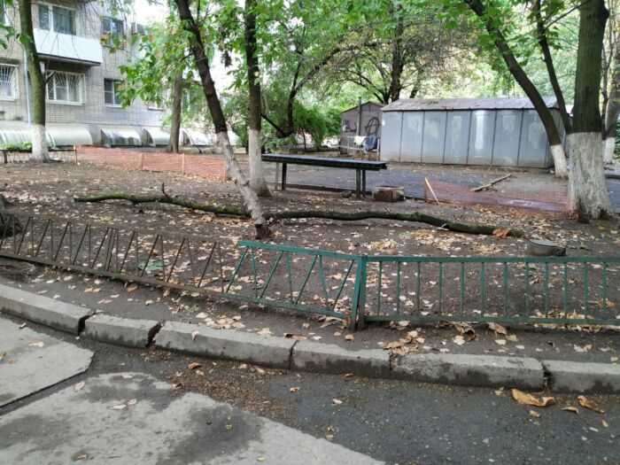 Сухие ветки, которые падают на головы