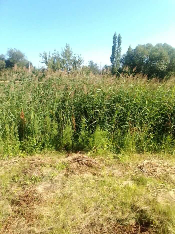 Заросли камыша на муниципальной территории